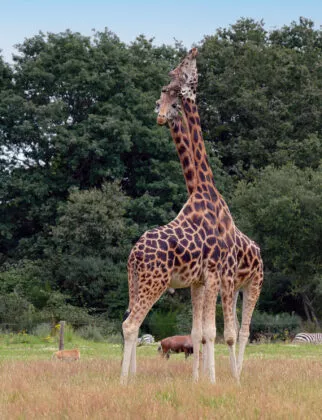 Girafe benoiton