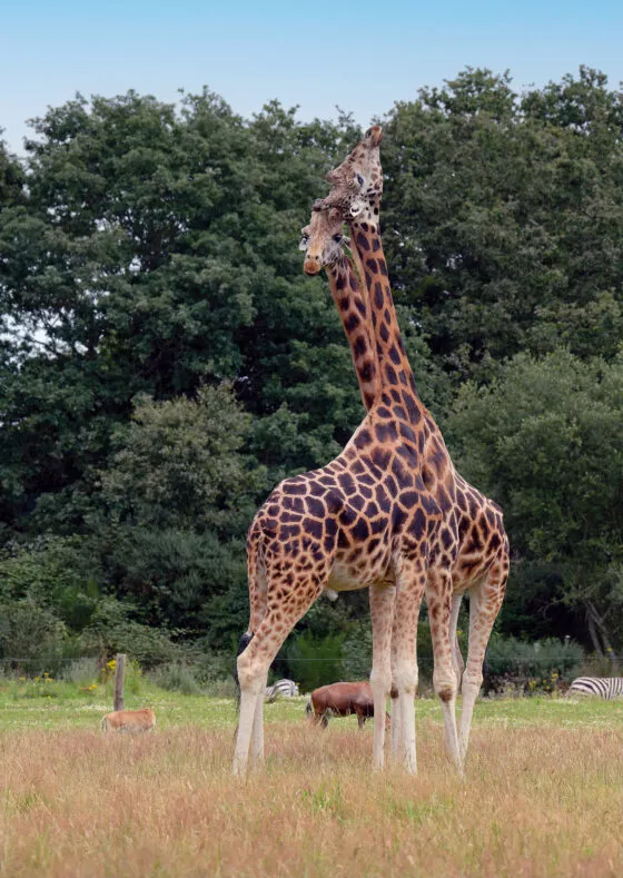 Girafe benoiton