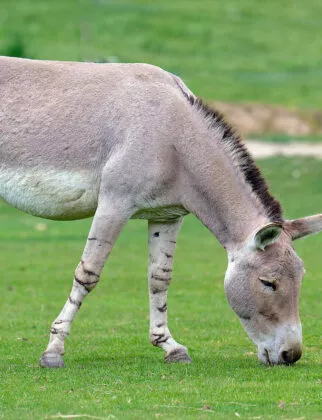Ane de somalie plaine du desert