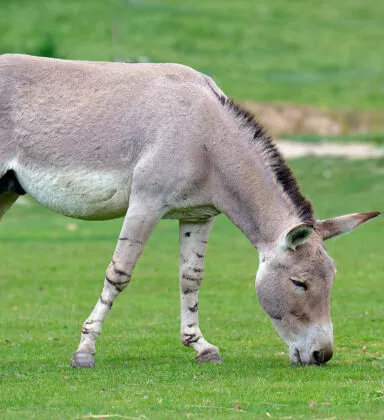 Ane de somalie plaine du desert