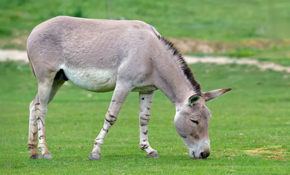 Ane de somalie plaine du desert