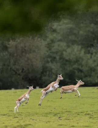 Antilopes vallée indienne