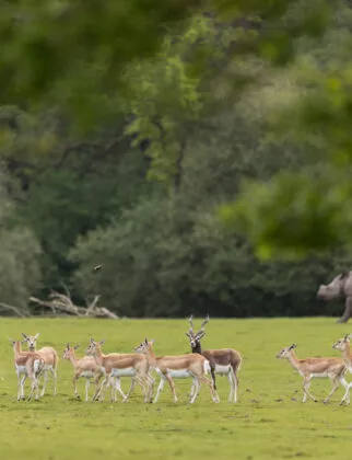 Antilopes vallée indienne vue 2