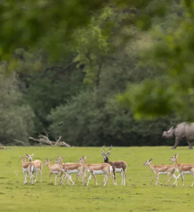 Antilopes vallée indienne vue 2