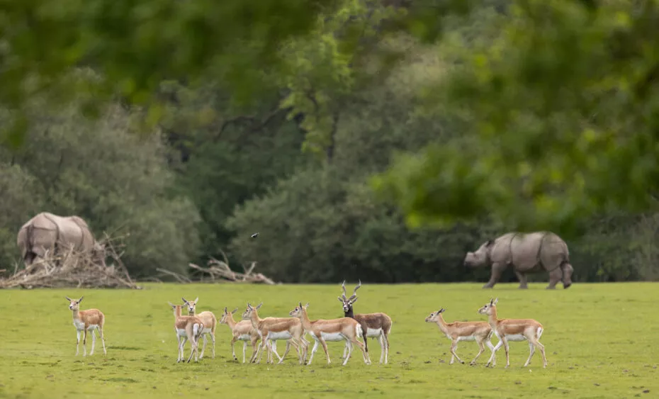 Antilopes vallée indienne vue 2