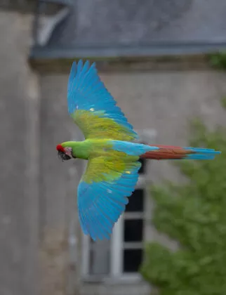 Ara devant le chateau