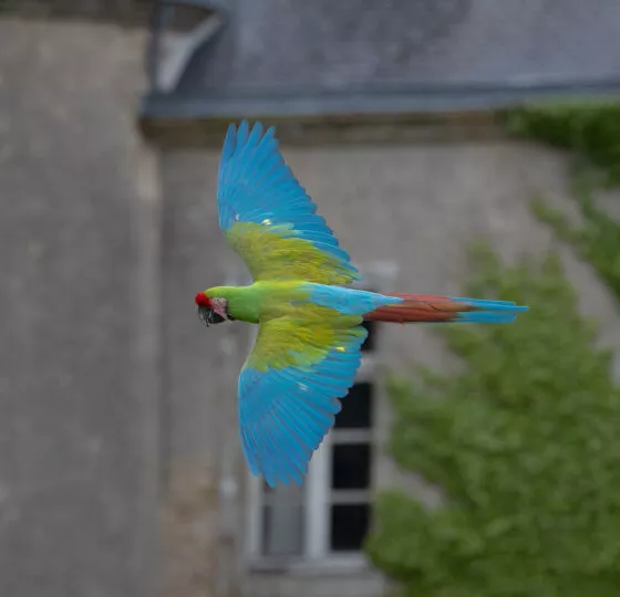 Ara devant le chateau