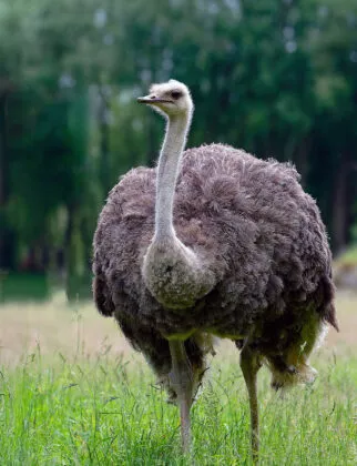 Autruche Benoiton