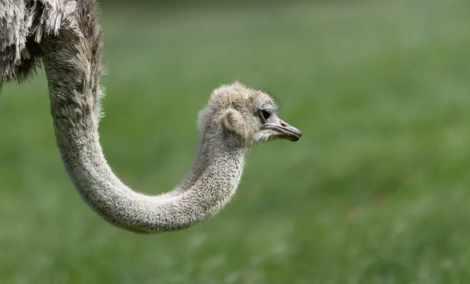 Autruche