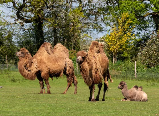 Plaine du desert chameau recoupé