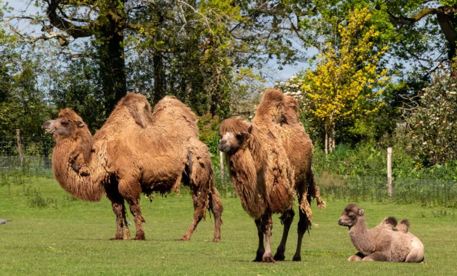 Plaine du desert chameau recoupé