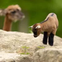 chevre ferme pedagogique vue 2