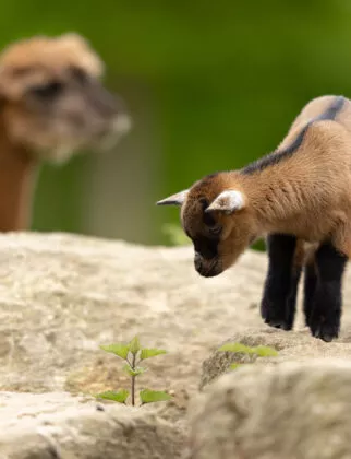 chevre ferme pedagogique vue 2