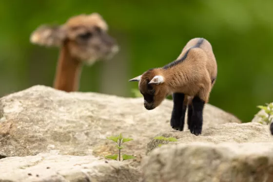 chevre ferme pedagogique vue 2