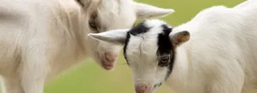 chevre ferme pedagogique