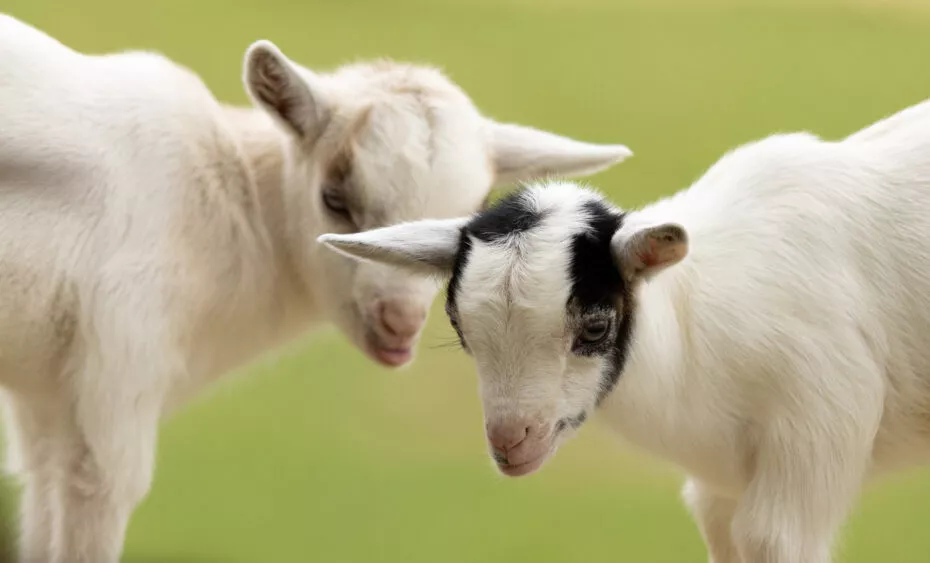 chevre ferme pedagogique