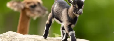 chevre ferme pedagogique vue 3