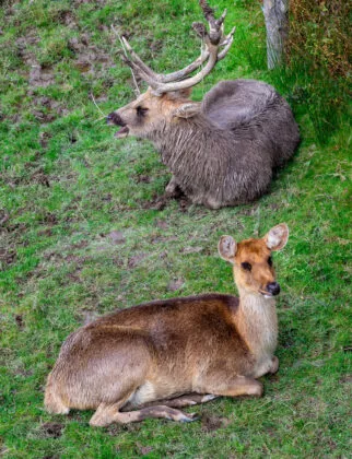 vallée indienne animaux