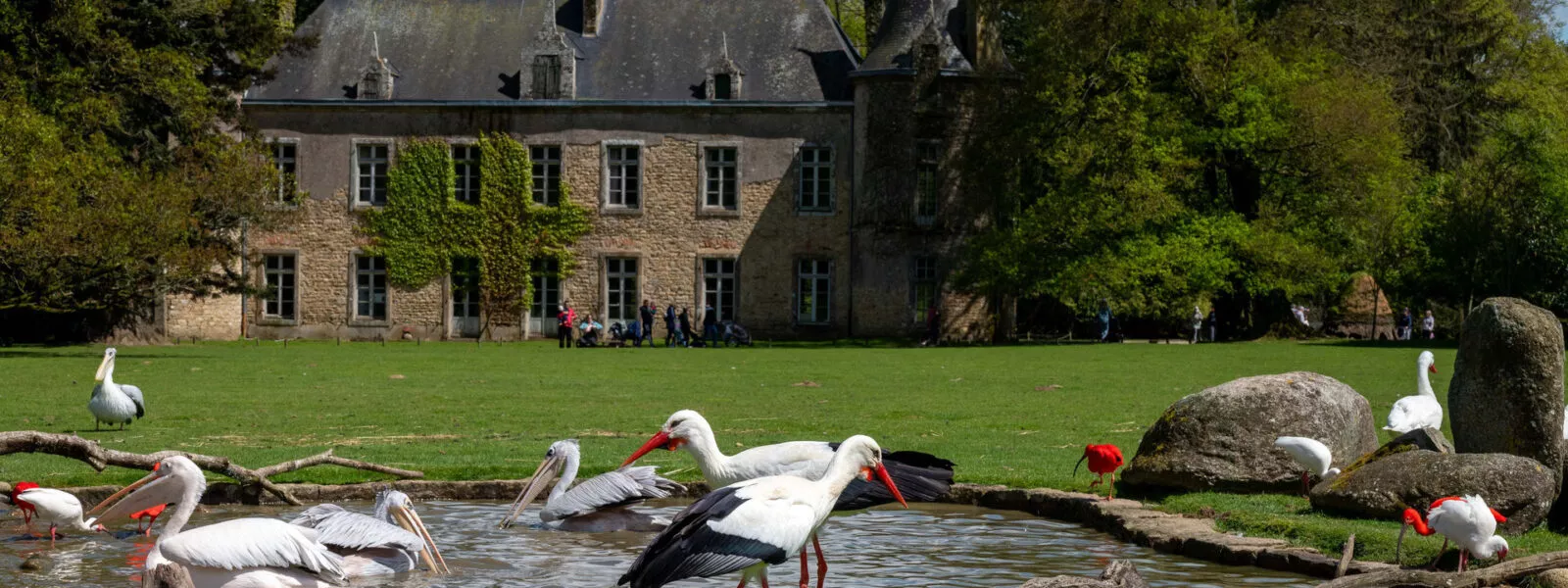 Oiseaux devant le chateau
