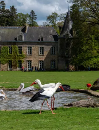 Oiseaux devant le chateau