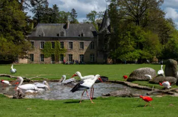 Oiseaux devant le chateau