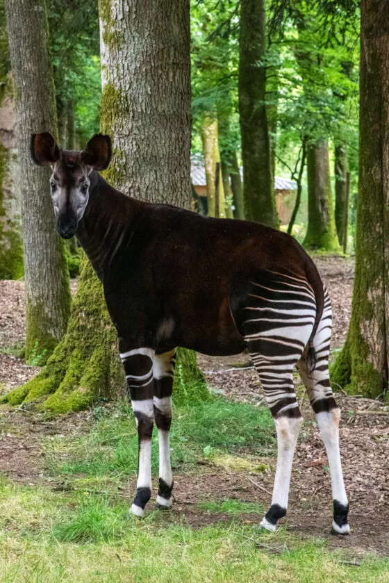 Okapi