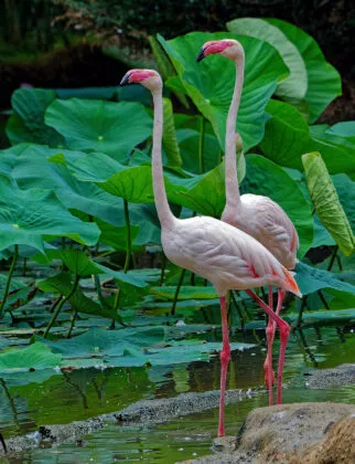 Flamant rose