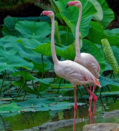 Flamant rose