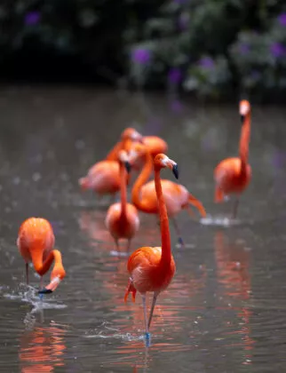 Flamant de cuba groupe