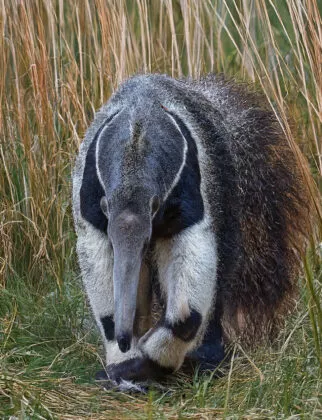 Fourmilier geant vue 2