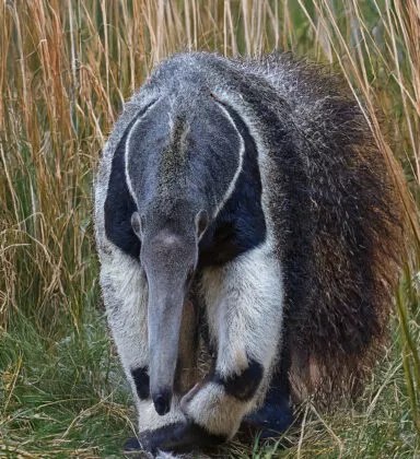 Fourmilier geant vue 2