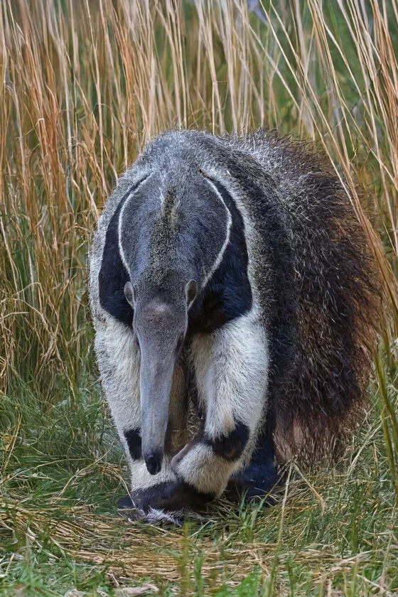 Fourmilier geant vue 2