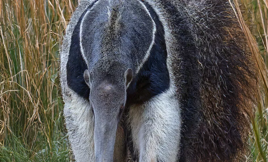 Fourmilier geant vue 2