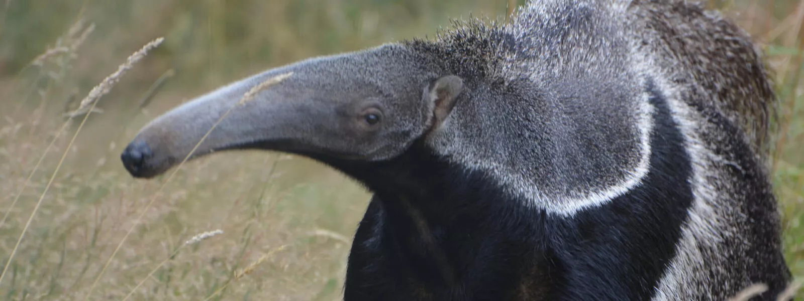 Fourmilier geant vue 2