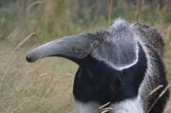 Fourmilier geant vue 2