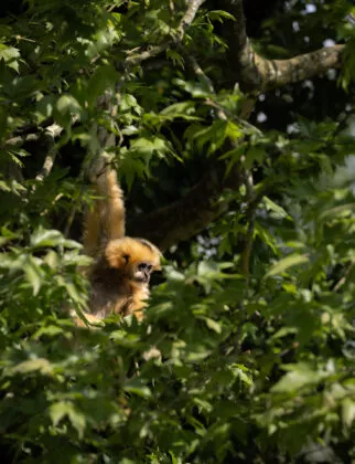 Gibbons à favori femelle