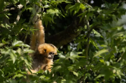 Gibbons à favori femelle