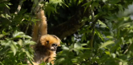 Gibbons à favori femelle