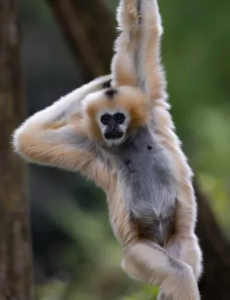 Gibbons à favori femelle 2