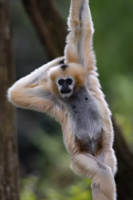 Gibbons à favori femelle 2