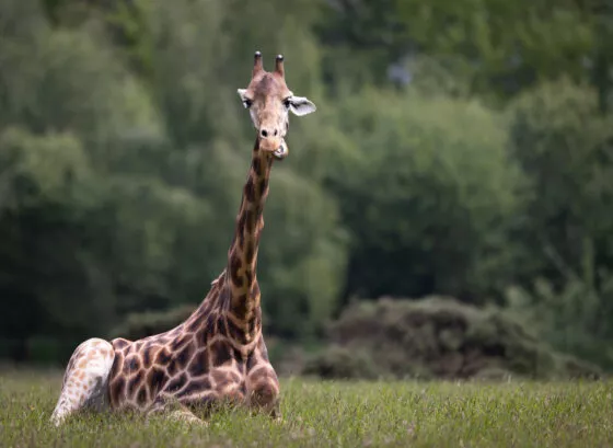 Girafe