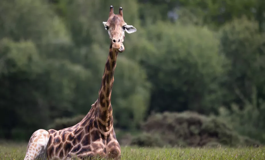 Girafe