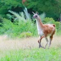 Guanaco plaine sud americaine vue 2