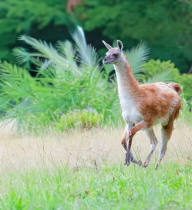Guanaco plaine sud americaine vue 2
