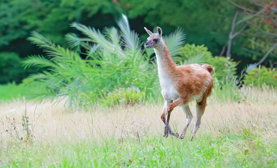 Guanaco plaine sud americaine vue 2