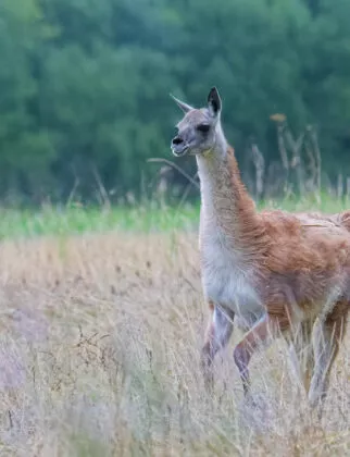 Guanaco plaine sud americaine