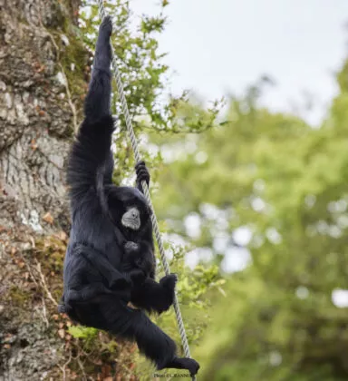 Siamang dans les arbres