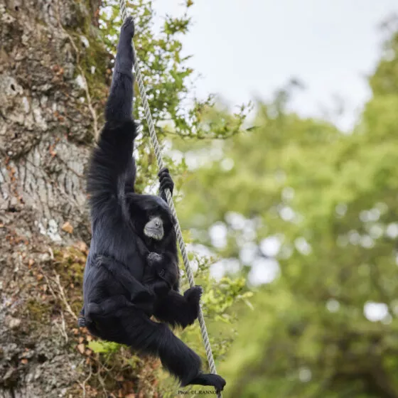 Siamang dans les arbres