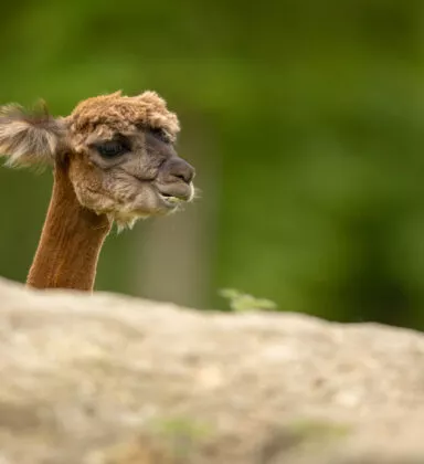 Alpaga