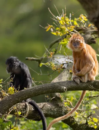 Langurs de java